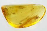 Detailed Fossil Spider (Araneae) In Baltic Amber #346642-1